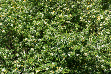 background or field of a flowering shrub with many tiny yellow and white flowers