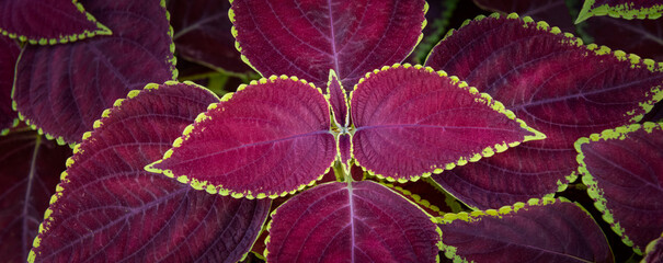 Cambodian plant