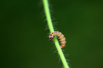 A Lepidoptera larva in nature, North China