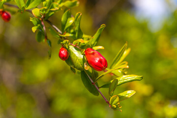 Pomegranate buds in spring, California