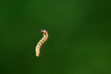 A Lepidoptera larva in nature, North China