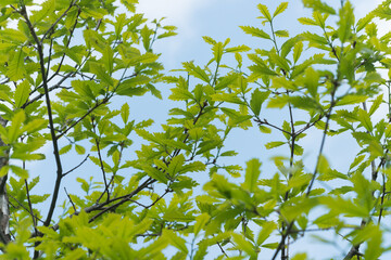 young green oak leaves (with some eaten by insects) on blue sky background