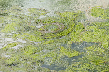 foul odours emerge from a pool of stagnant water near a river, with algae growing in abundance - or swirls of grungy organic aquatic matter on the surface of water 