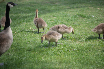 country goose family - goose and goslings nibbling on grass by the edge of a river - gentle light effect - spring