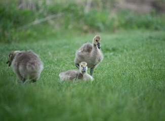 goslings resting after scavenging for food (grass) by a river - cloudy weather - minimal post-processing - neutral 