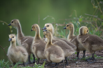 slowly maturing goslings await their turn to descend a short escarpment river bank - bokeh background - minimal post-processing - neutral 