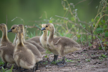 slowly maturing goslings await their turn to descend a short escarpment river bank - bokeh...