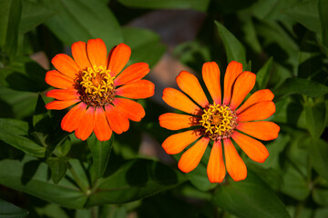 Cambodian flower