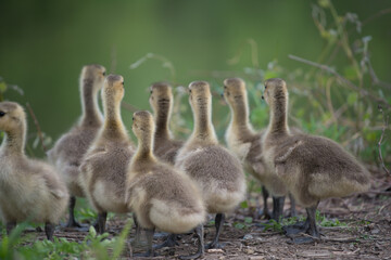 slowly maturing goslings await their turn to descend a short escarpment river bank - bokeh background - minimal post-processing - neutral 