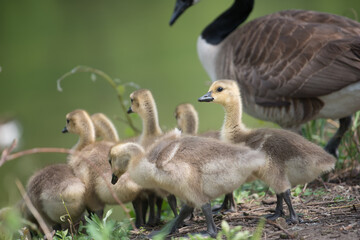 slowly maturing goslings await their turn to descend a short escarpment river bank while parent watches over its clutch - bokeh background - minimal post-processing - neutral 