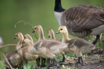 slowly maturing goslings await their turn to descend a short escarpment river bank while parent watches over its clutch - bokeh background - minimal post-processing - neutral 