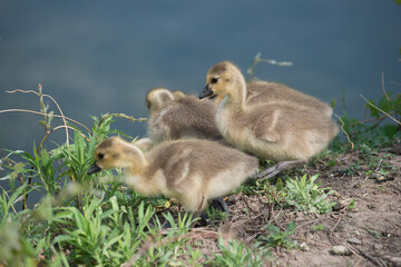 goslings approach a fairly steep river bank and await instructions from parent - bokeh background -...