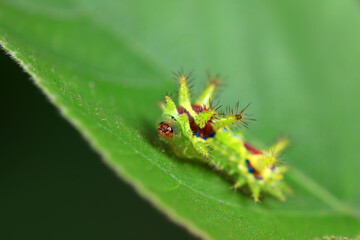 The larvae of the moth on wild plants, North China