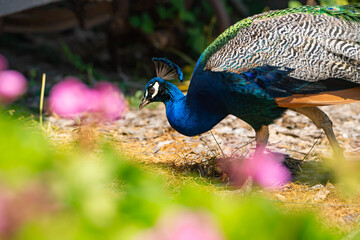 Beautiful peacock close up, Ardenwood Historic Farm