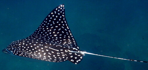 Costa Rica Pacific sea life