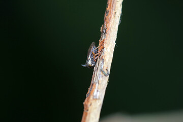Horned cicadas on wild plants, North China