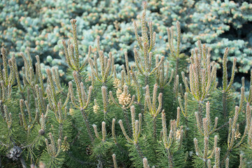 garden bed with evergreen pine shrubbery in mid-spring, with focus on new growth and pine pollen