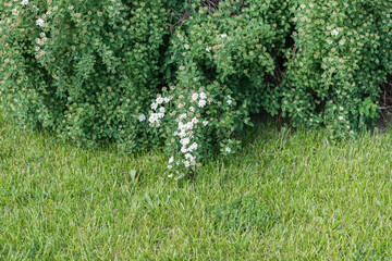 flowering shrub and grass