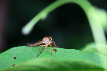Tabanus insectivorus lives on wild plants in North China