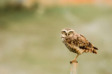 owl