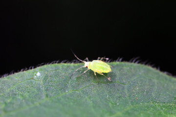 Aphids crawling on wild plants, North China