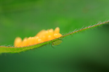 Aphids crawling on ladybird eggs, North China