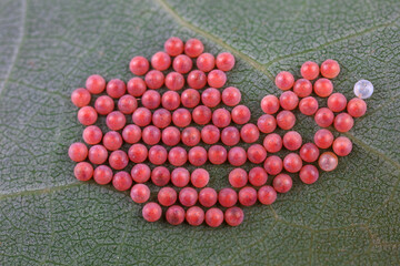Moth eggs on wild plants, North China
