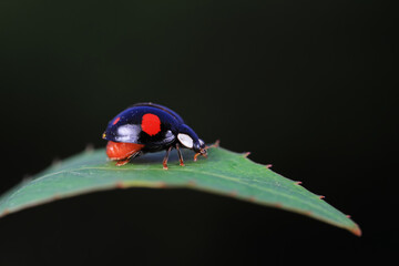 Ladybugs crawling on wild plants, North China