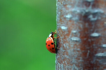 Ladybugs crawl in nature, North China