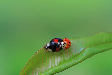 Two ladybugs mate in nature, North China