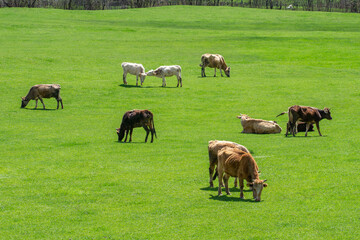 Naklejka na ściany i meble Grazing cows on a mountain green pasture