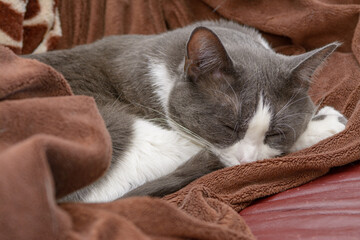 Fototapeta na wymiar Gray and white cat sleeping in brown blanket