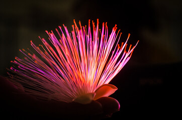 Obraz premium pink flower