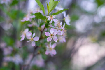 a blooming apple tree in the foliage.selective focus.