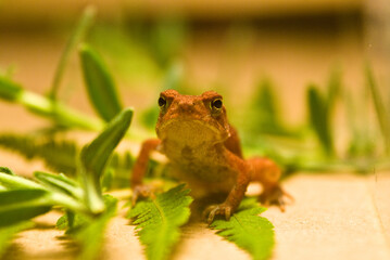 Fototapeta premium I'm a frog lover
