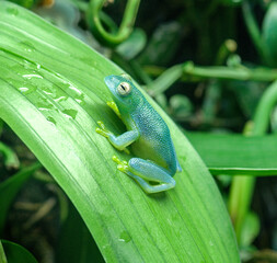 A sleek green from