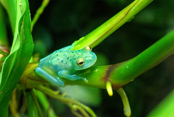 A very green tree frog