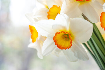 Obraz premium Bouquet of white-yellow daffodils close up