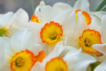 Bouquet of white-yellow daffodils close up