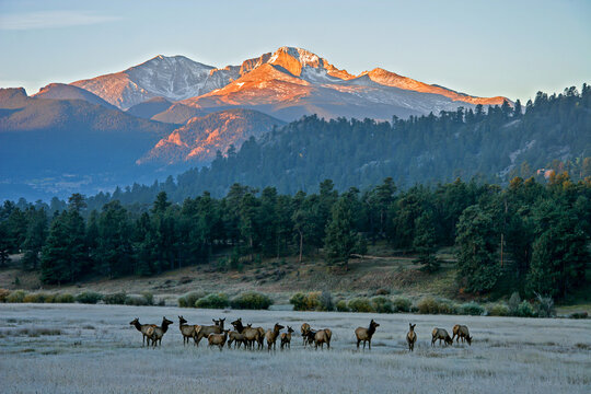 Elk herd in frosted grass meadow in Rocky Mountain National Park with Long's Peak turning a bright orange as it catches the morning sun, while the elk graze in valley near Estes Park, Colorado
