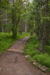 Hiking path through the forest