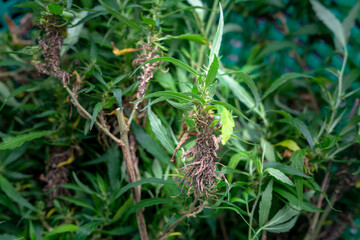 Cut flowers and cannabis seeds in baskets for drying..stock footage in herb medical concept.