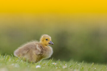 duck in the grass