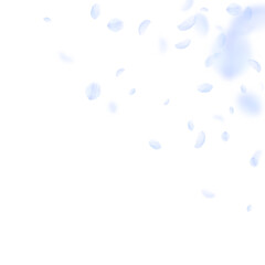 Light blue flower petals falling down. Bold romant