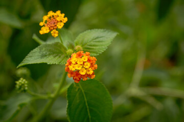 West Indian Lantana Flower Background
