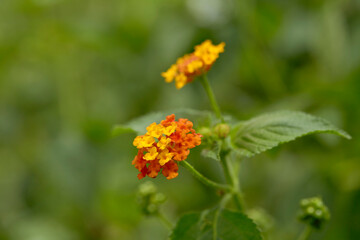 West Indian Lantana Flower Background