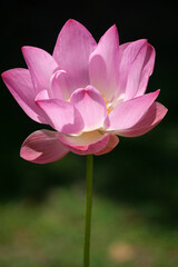 Pink Lotus for Background in Thailand and Southeast Asia.