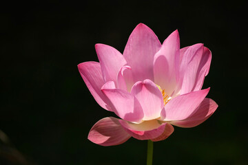 Pink Lotus for Background in Thailand and Southeast Asia.