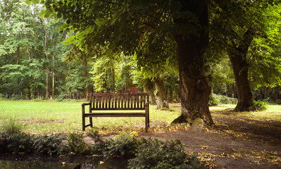 A lonely bench beneath a tree on the graveyard, foliage on the sandy ground