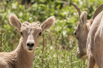 Rocky Mountain Bighorn Lamb